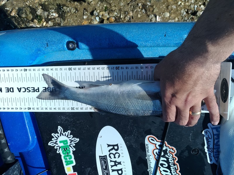 Fish Measure Picture